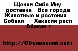 Щенки Сиба Ину доставка - Все города Животные и растения » Собаки   . Хакасия респ.,Абакан г.